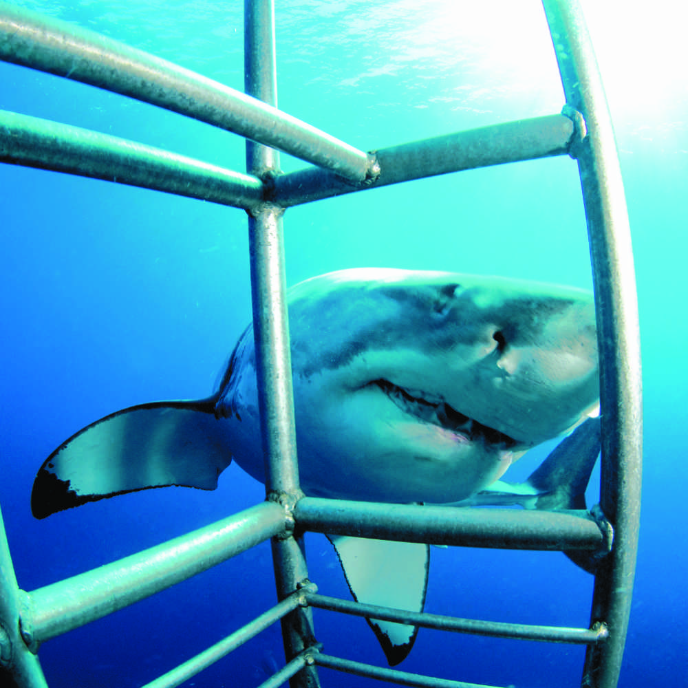 Shark Diving Adventure South Africa
