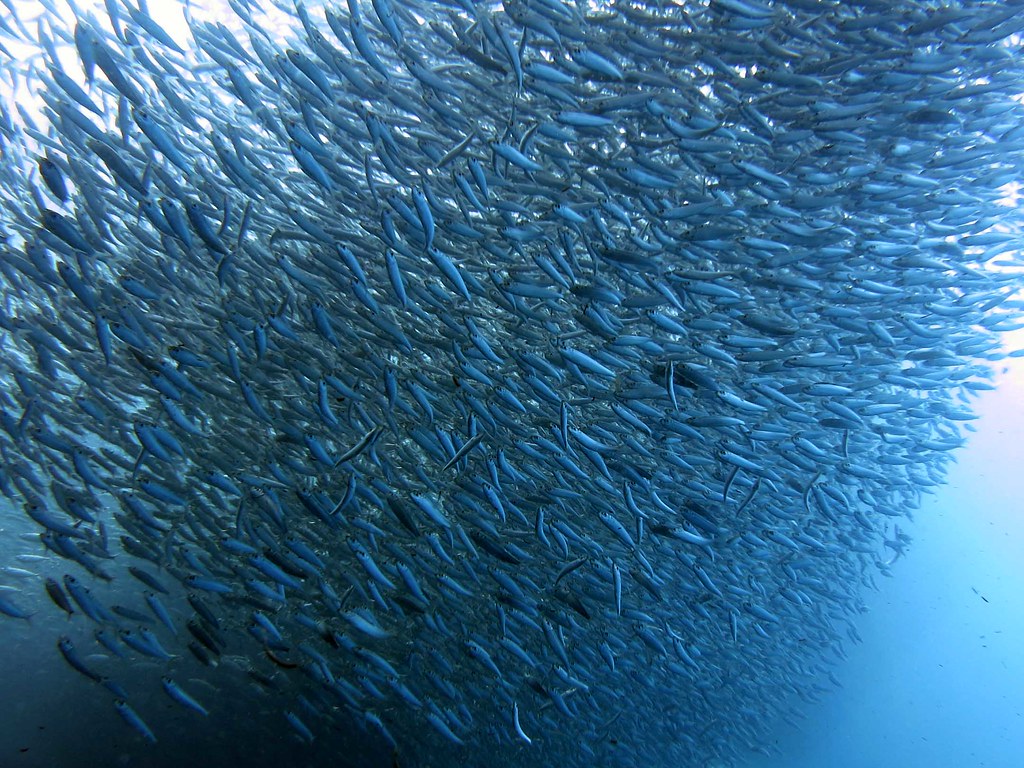 Experience The Magical Sardine Run
