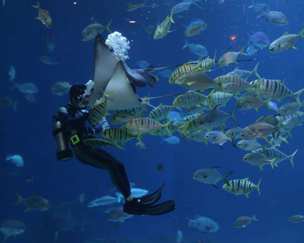 6 day Sardine Run Adventure